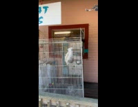 Two parrot says bye in different cages