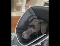 Dog black cone googles chases guy