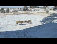Two deer with horns fight kid shouts