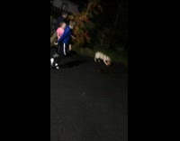 Golden retriever goes for basketball rebound night time kids around him