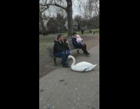 Swan plays and bites leg of a man at the park