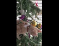 Kitten in christmas tree knocks ornament off 