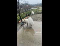 Huge dirty dog tries to go inside of home
