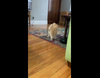 Dog eats lemon for the first time