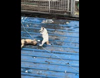 Two cats fighting then have staredown on top of roof