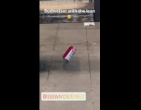 Red budweiser beer can leans on side