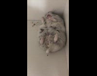 Pet hamster lie down asleep assumed dead