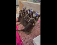 Baby raccoons drink milk from bottle