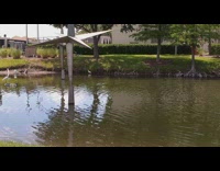 Heron Bird stands on two goose on the river