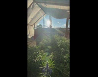 Shot from medical cannabis farm 