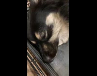 Dog lie down and licks cage crate