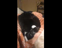 Cat lies down weird position on bed