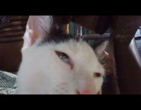 Pet cat feels sleepy and closes eyes under its owner