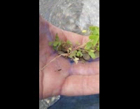 Lady Talks and Shows Tiny Mantis in Glass