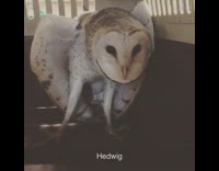 Hedwig brown white owl looks around