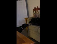 Black dog try to steal plushy toy