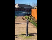 Ducks walk and crosses the street together