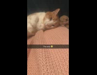 Guy messing with cat makes it roll off bed 