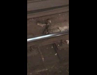 Rats fight over dead body of another rat on subway train