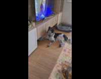 Dog whines sings Queen song being played