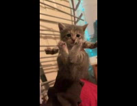 Grey cat held up stuck moving arms