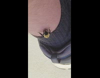 Bee land on kid leg black socks