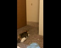 Collab BitchMP - Cat following red laser turns off light 