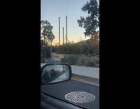 Group of turkeys following guy on bike