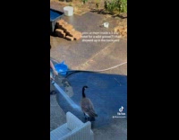 Collab Clips MPUGC - Woman made mini pool for goose 