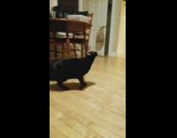 black cat jumping around to pop bubbles 