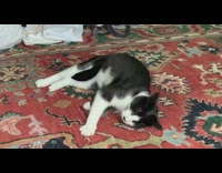 Black white cat tail between legs rug 