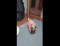 Dog Hiding Under Shirt Comes Out 