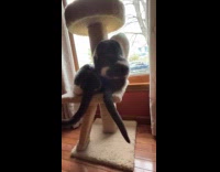 Sped up video of cats swinging tails 