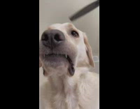 Collab Pets For All - light brown dog one tooth sticking out of mouth