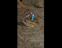 Frog visits house with bubble on head