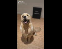 Golden retriever dog puppy throwback letter board