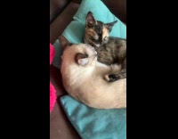 Collab PLC - Two sleepy cats on couch cuddles together