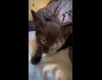 Collab Clips MPUGC - Man zooms in fast on pet kitten 