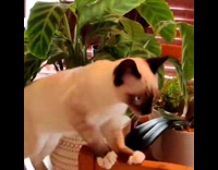 Cat walks around plants on table 