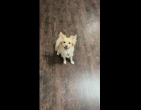 Furry Puppy Asked to Go Outside House