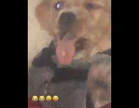 Puppy yawns on time with man singing in song