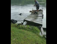 Black dog jumps into lake, yellow dog steps on crooked dock and breaks it more, dad and boy almost fall into water