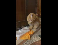 Orange cat drinks water with paw 