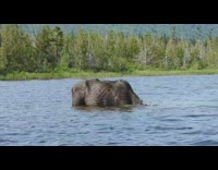 Brown moose sticks head underwater river water