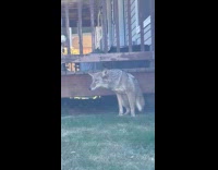 Man caught coyote crawling from neighbors crawl space 