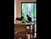 Cat bites dog on butt