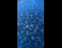 Collab animalig_default - Devil mobula ray group migration seen underwater
