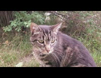 Pet cat responds to the name of its original owner