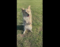 Dog sits on hind legs on grass