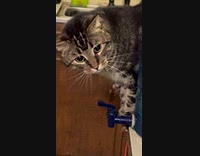 Cat pranked by peeking cutout of a cat